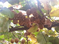 Kiwi_wie_Erdaepfel_am_Baum